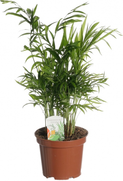 Рослина кімнатна Хамідорея 15/50