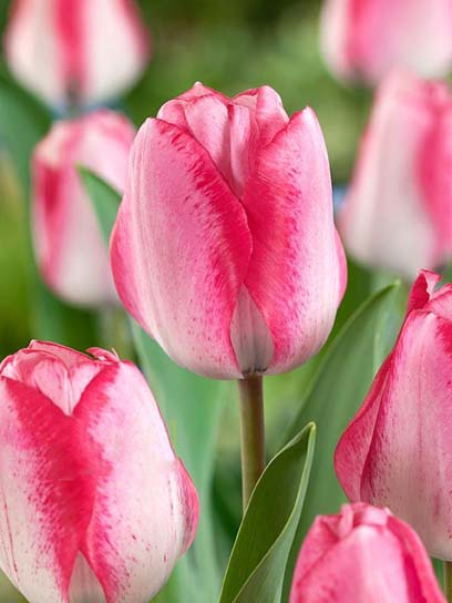 Луковица тюльпана триумф Плейгьорл 3 шт. 