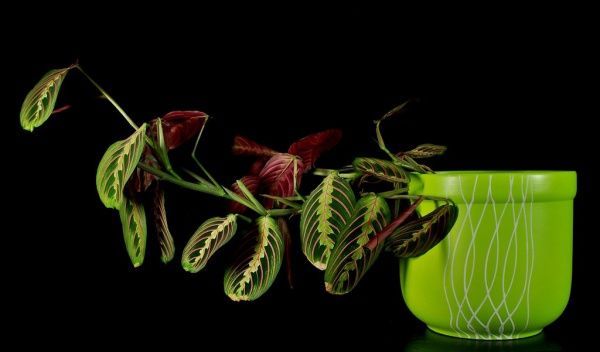 Растение комнатное Маранта 10/25 Maranta Fascinator (Tricolor)