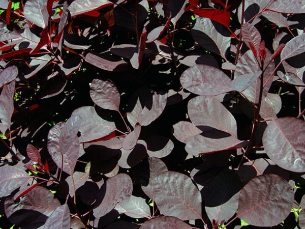 Рослина Котінус d19/h40