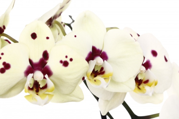 Растение комнатное Фаленопсис Опти 12х70 см 1 ствол