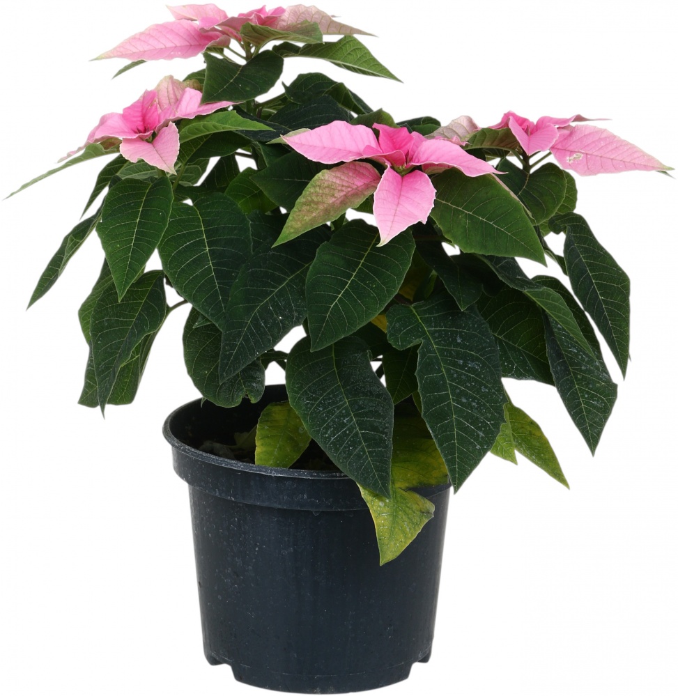 Растение комнатное Пуансетия Эуфорбия пульцерима d15 ЧВ