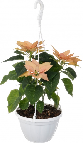 Растение Пуансеттия D20 см