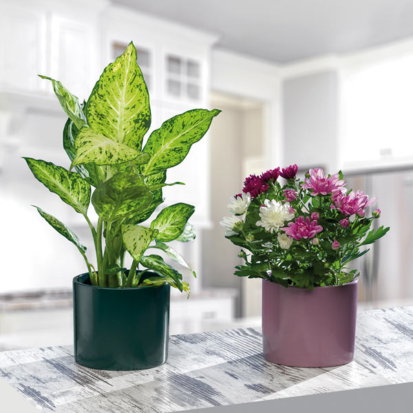 Кашпо керамічне Santino Prado круглий 4 л світло-рожевий (O-45-16-J-24-00) 