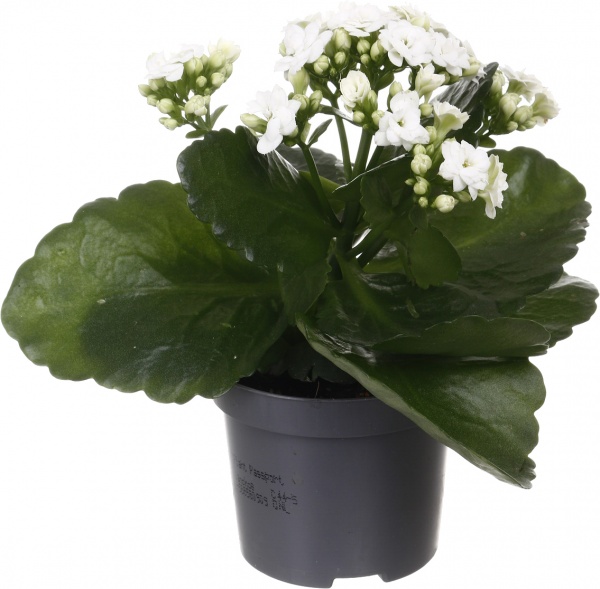 Растение комнатное Каланхоэ микс d9/h18