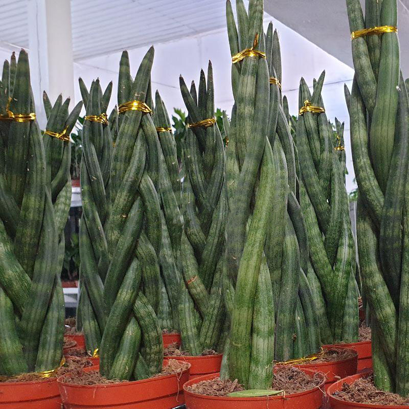 Растение Сансевиерия 9х30 Cylindrica Twist коса