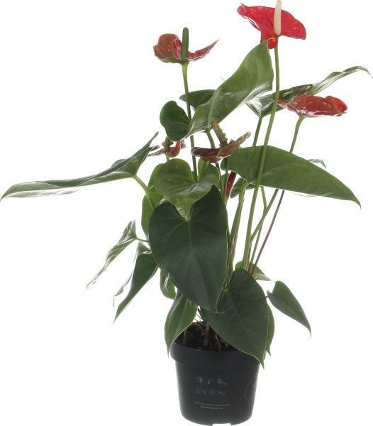 Растение антуриум красный 14/50