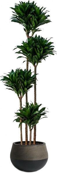 Растение комнатное Драцена 12/25 Dracaena Compacta