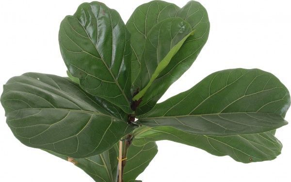 Растение комнатное Фикус Лирата 17x80 см