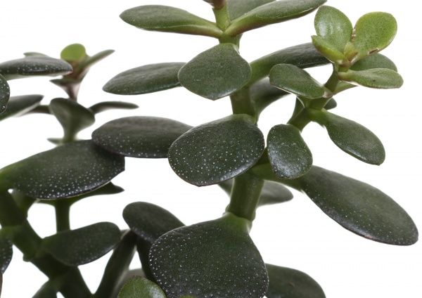 Рослина Сукулент 9х20 см