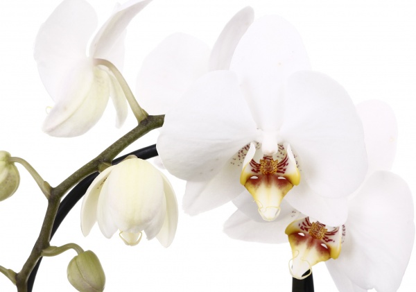 Растение комнатное Фаленопсис Cascade 12x55 см 1 ствол микс