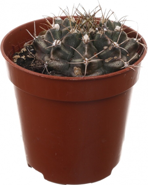 Рослина кімнатна Кактус мікс 5х10 см