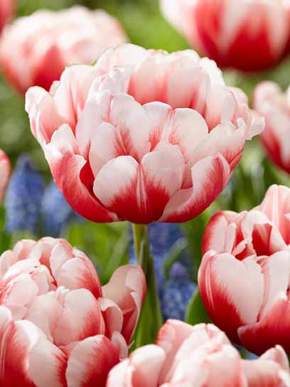 Луковица тюльпана махрового позднего Войсмейл 3 шт. 