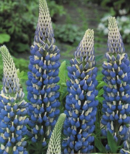 Корневище Яскрава Люпин Governor 1 шт. 