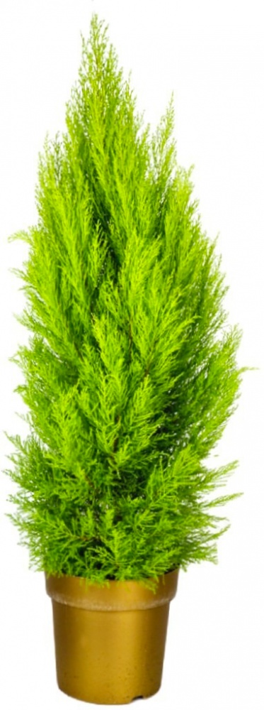 Рослина кімнатна Кипарисовик зелений 13/60