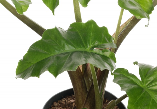 Растение комнатное Алоказия 17/75 Амазоника green