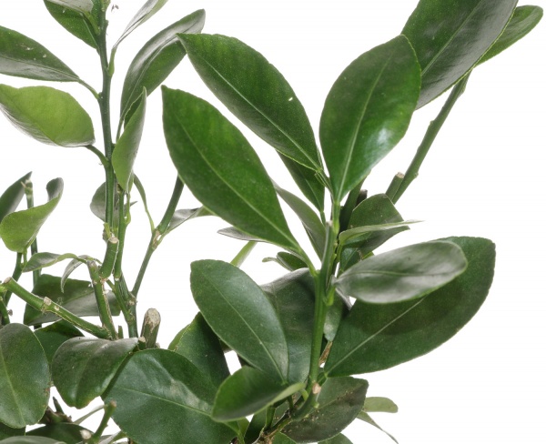 Растение комнатное Цитрус каламондин на штамбе 12/35