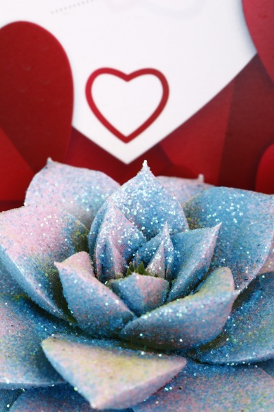 Растение комнатное Эхеверия мульти-цветная с картой лав d9/h10