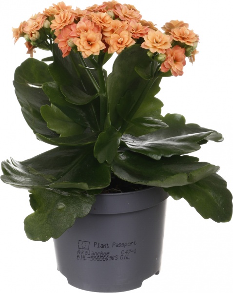 Растение комнатное Каланхоэ микс d9/h18