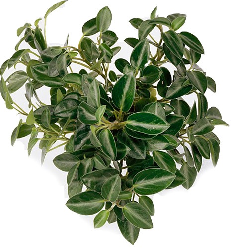 Рослина Пеперомія Pixie d11/h20