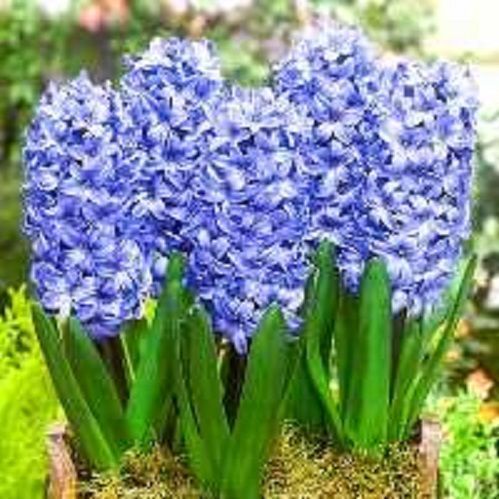 Луковица Гиацинт восточный Делфт Блу 3 шт. 