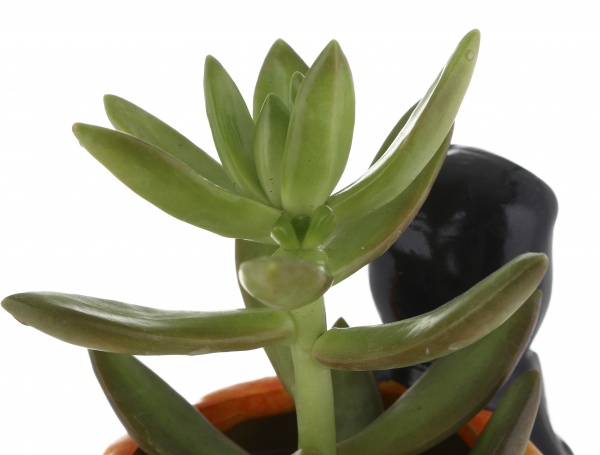 Суккулент в горшке хелоуин 6/12