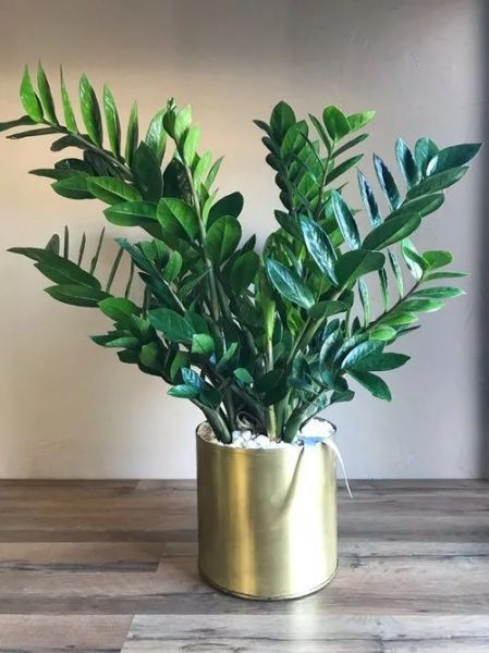 Рослина кімнатна Заміокулькас 17/75 Zamioculcas Zamiifolia
