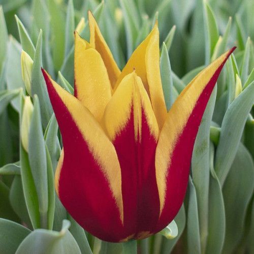 Луковица Яскрава Тюльпан лилиевидный Synaede King 3 шт. 