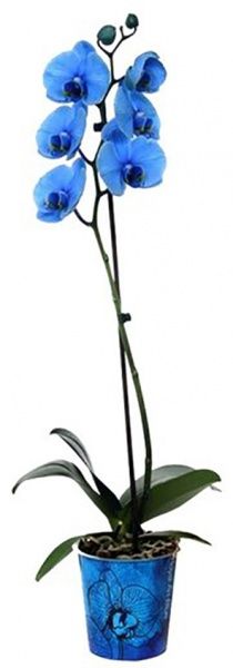Растение Фаленопсис 1 ствол синий 12/65