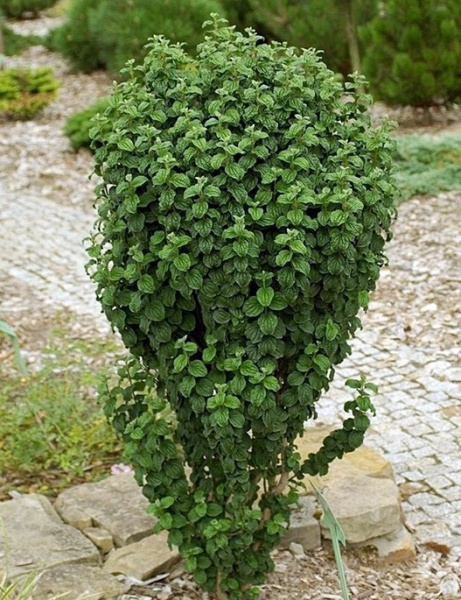 Растение Дерен кроваво-красный / Cornus sanguinea Compressa, Pa 80-100 С3