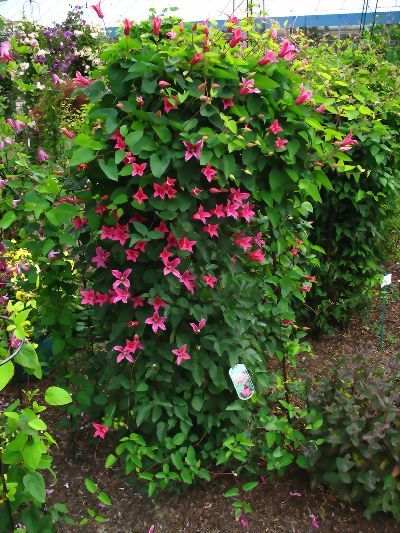 Растение Клематис принцесса диана d11/h40