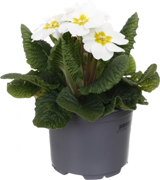 Растение Примула 10,5/20 мікс.