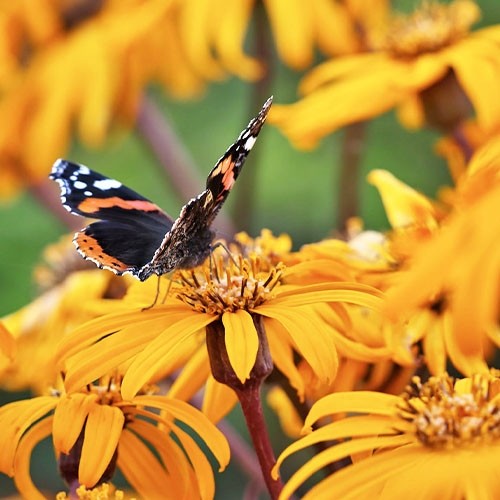 Растение Бузульник Desdemona С7