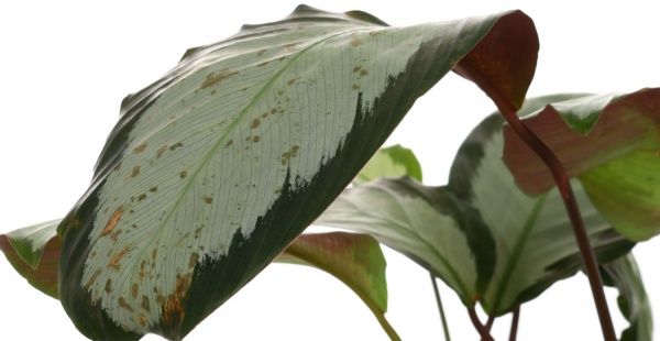 Растение комнатное Калатея микс 19x85 см