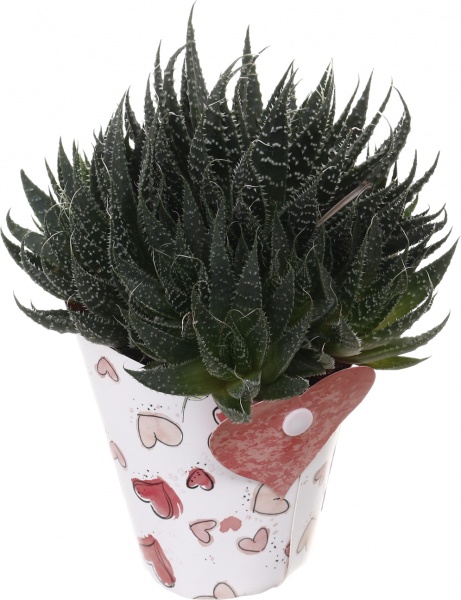 Рослина кімнатна Сукулент мікс 10х12 см