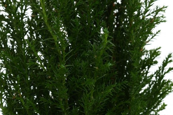 Растение Кипарисовик Ellwoodii 9х30 см