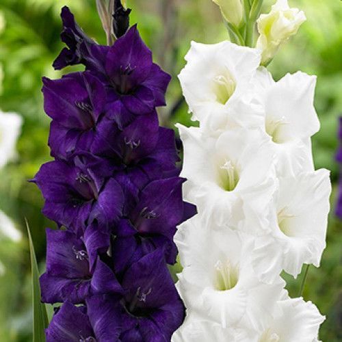 Луковица Яскрава Гладиолус Black Velvet 3 шт. 