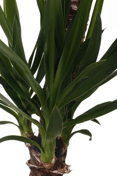 Рослина Юкка 3 стовбури 24/130