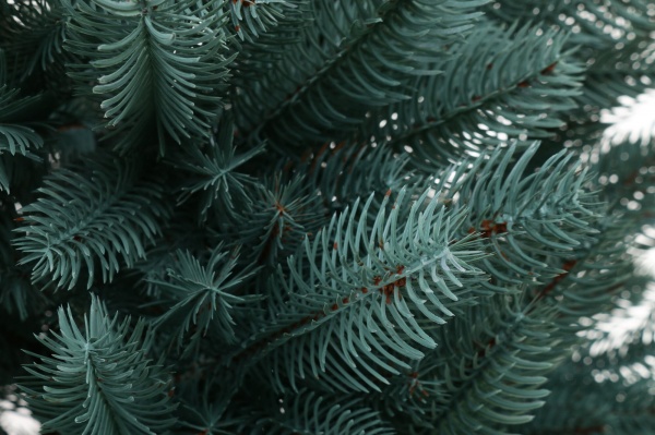 Искусственная елкаЛапландская 1,1 м голубая в горшке голубой 