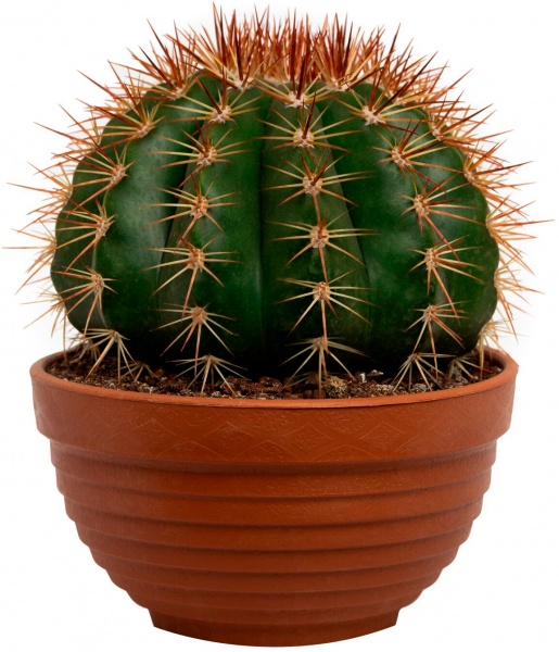 Растение Кактус болкактус микс 20х23 см