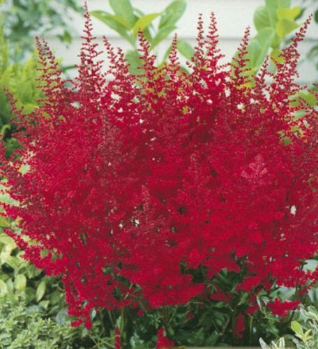 Корневище Яскрава Астильба Anita Pfeifer 1 шт.