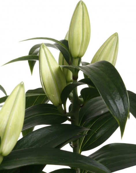 Растение комнатное Лилия микс 13/40