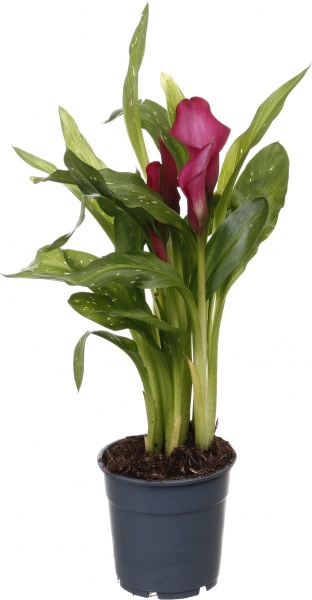 Рослина кімнатна Калла мікс 12/40