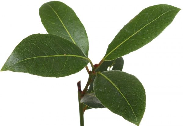 Рослина Лавр Nobilis 9/40