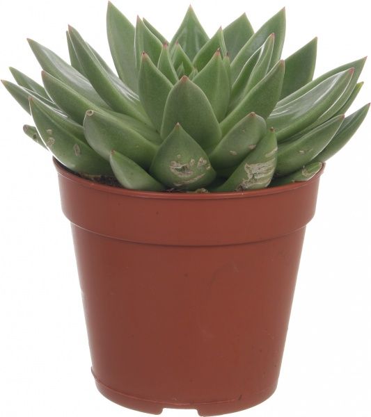 Рослина Суккулент мікс 12/15