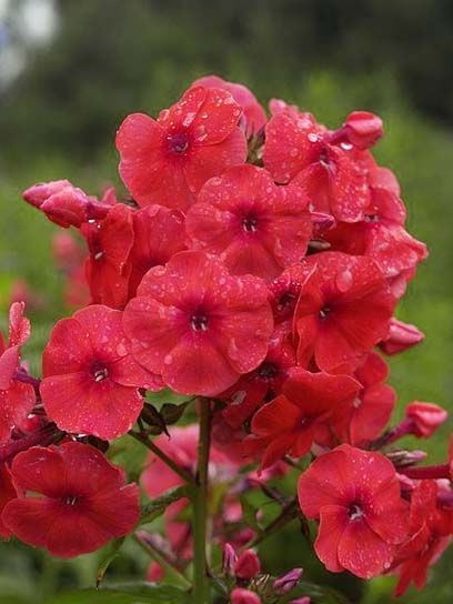 Корневище флокса Джулиглат 1 шт. 