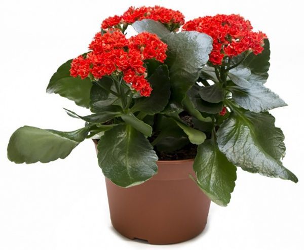 Растение Каланхоэ микс Сarnaval 15/25