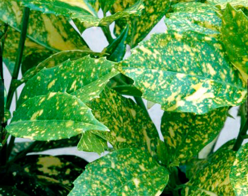 Растение Аукуба Кротонифолия d17/h25