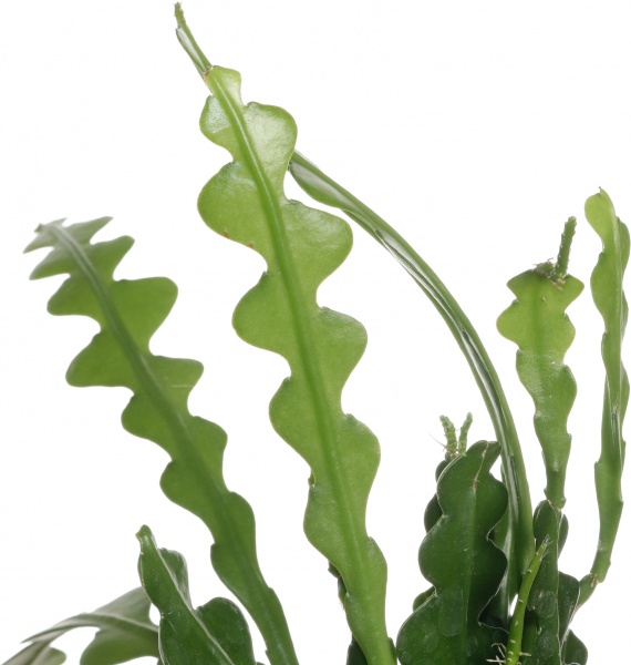 Растение Епифилум 09/15