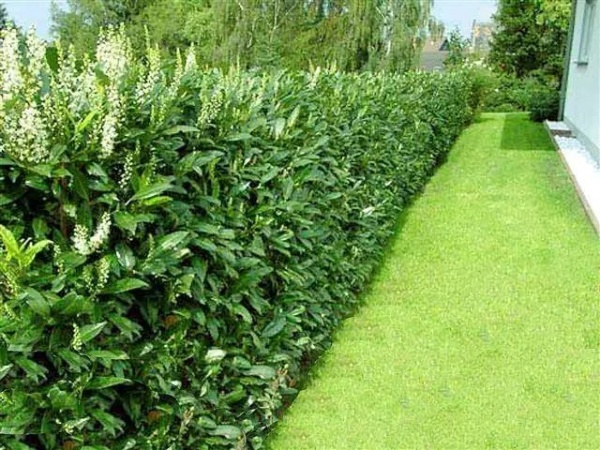 Растение Прунус (Лавровишня) Ротундифолия d17/h50